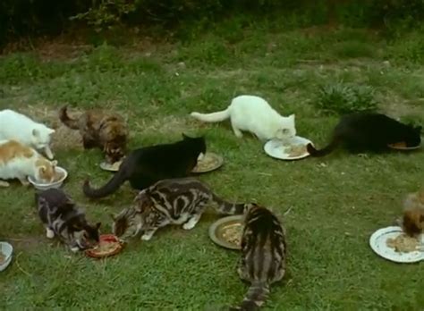 Animal Sanctuary (1956) - Cinema Cats