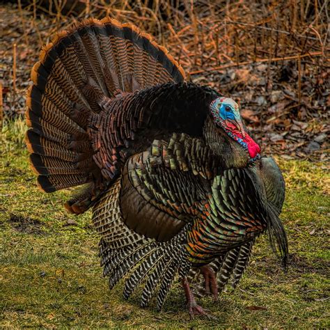 Spring Gobbler Photograph by Dale Kauzlaric - Fine Art America