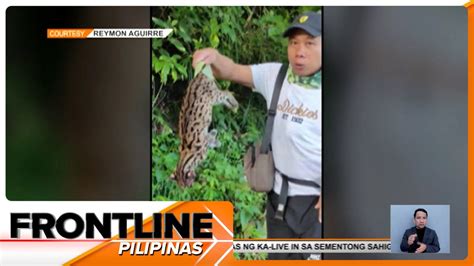 Endangered Visayan leopard cat, natagpuang patay sa Cavite | Frontline Pilipinas - YouTube