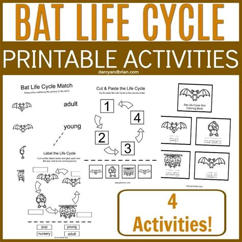 These bat life cycle printable activities help children visualize the different life stages of ...