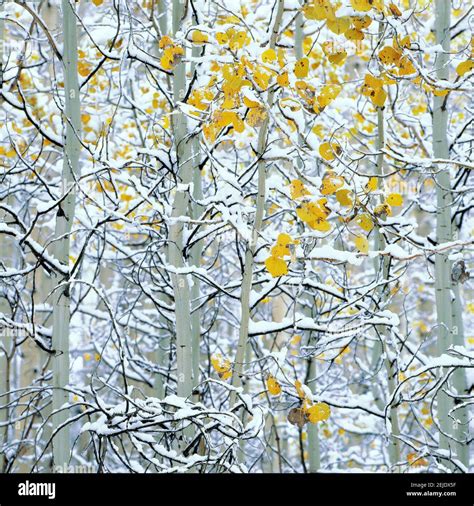 Aspen colorado winter snow trees hi-res stock photography and images - Alamy