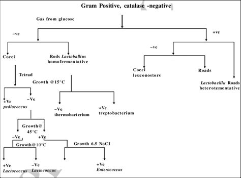 Route for identification of lactic acid bacteria at genus level genus...