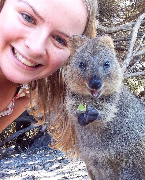 15 Quokka Selfies Too Cute to Ignore | Quokka animal, Quokka, Happy animals