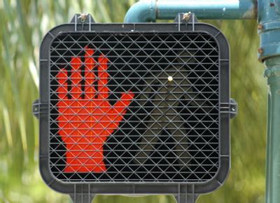 Pedestrian Signals | DriversEd.com