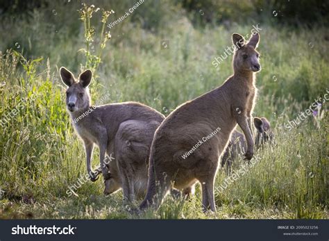 Western grey kangaroo Images, Stock Photos & Vectors | Shutterstock