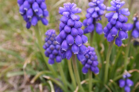 Blue bell flower wallpaper |hd wallpapers|widescreen desktop backgrounds|background high ...