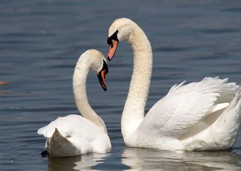 Swan Behavior - AnimalBehaviorCorner