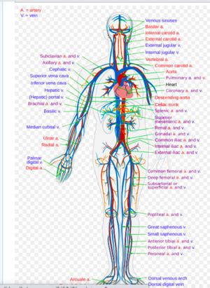 Vital Organs - Physiopedia