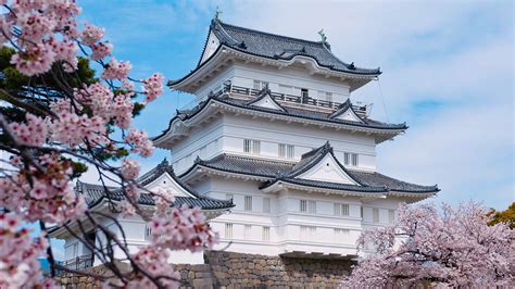 Odawara Castle and Cherry Blossom - TokyoStreetView