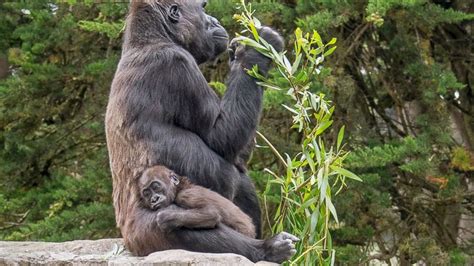 Baby Gorilla Dies in Tragic Zoo Accident - ABC News