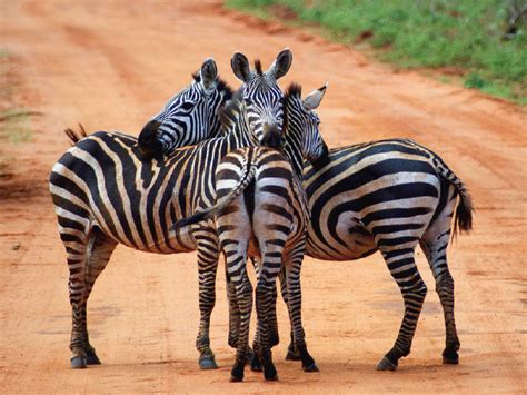 Fauna Bravia, Caça e Caçadores de Moçambique: 112 - GORONGOSA NA GRANDE ...