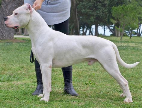 Dogo Argentino | Plugon