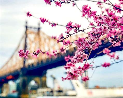 Best Places to See Cherry Blossoms in NYC | Hello Little Home