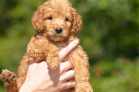 8 Things to Know About the Miniature Goldendoodle (Mini Goldendoodle) - Animalso