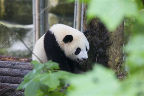 Sichuan Chengdu giant panda breeding research base in China — Stock Photo © yunduan #115637308