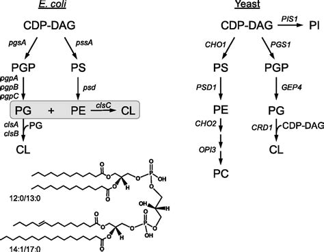 An unusual phosphatidylethanolamine-utilizing cardiolipin synthase is discovered in bacteria | PNAS