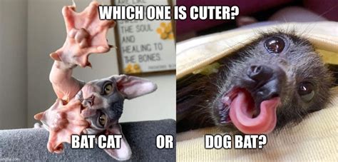 Which one is cuter? Bat cat or Dog bat? - Imgflip