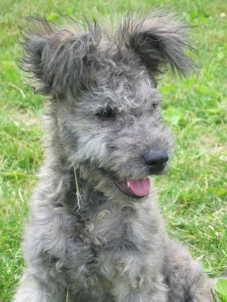 Pumi Dog Breed Information and Pictures