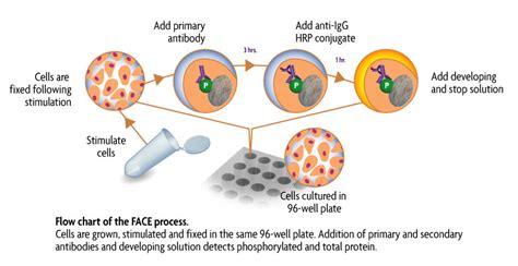 FACE Cell Based Phospho ELISAs (In-Cell Western ELISAs)