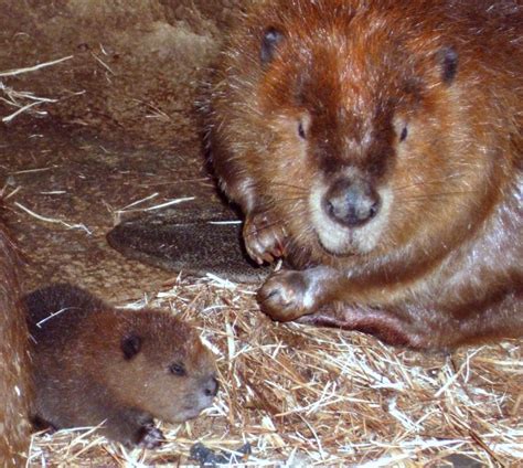 Baby Beaver Twins Start Swimming Lessons - ZooBorns