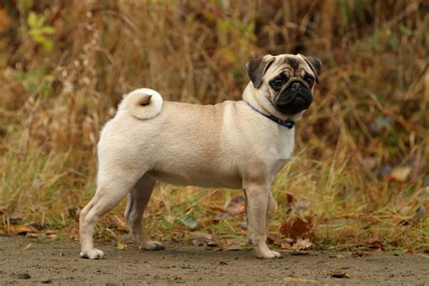 Fawn Pug | Appearance, Price, Health Issues