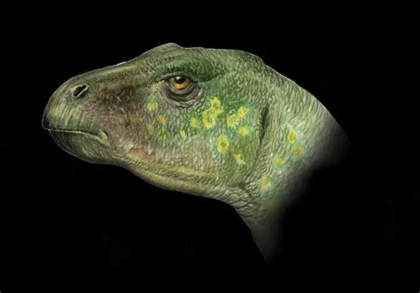 Othnielia portrait, a small hypsilophodont from the Jurassic period ...