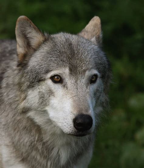 Canadian timber wolf stock image. Image of freedom, green - 10514405