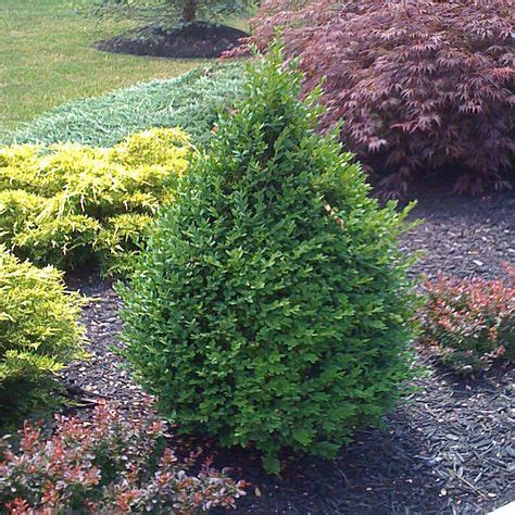 9 Best Broadleaf Evergreens images in 2019 | Shrubs, Garden, Plants