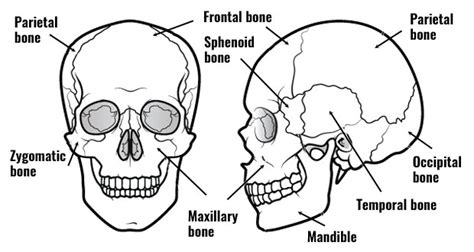 Skull Skeleton Diagram