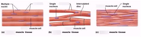 Ch. 10 - Types of muscle tissue Diagram | Quizlet