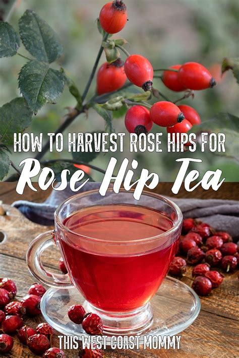 How to Harvest Rose Hips for Delicious and Healthful Rose Hip Tea | This West Coast Mommy ...