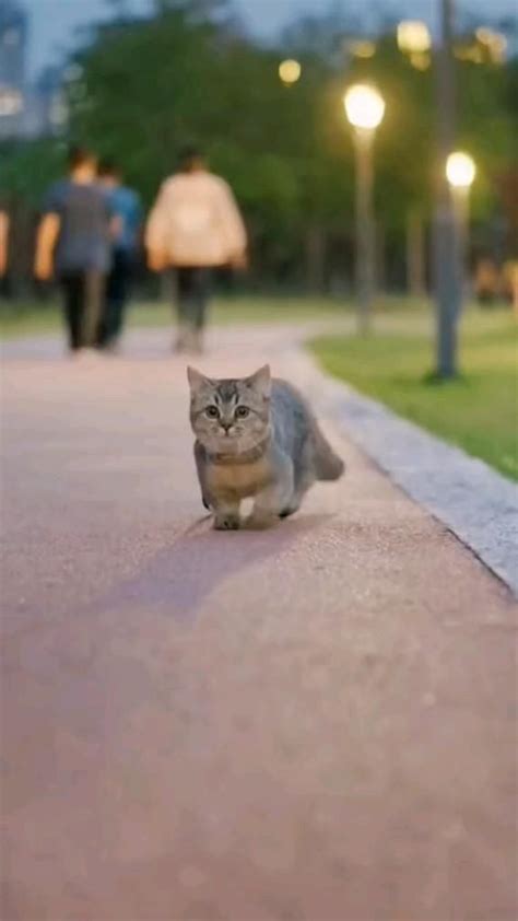 cute cat walk | Cat memes, Funny cats, Cat breeds