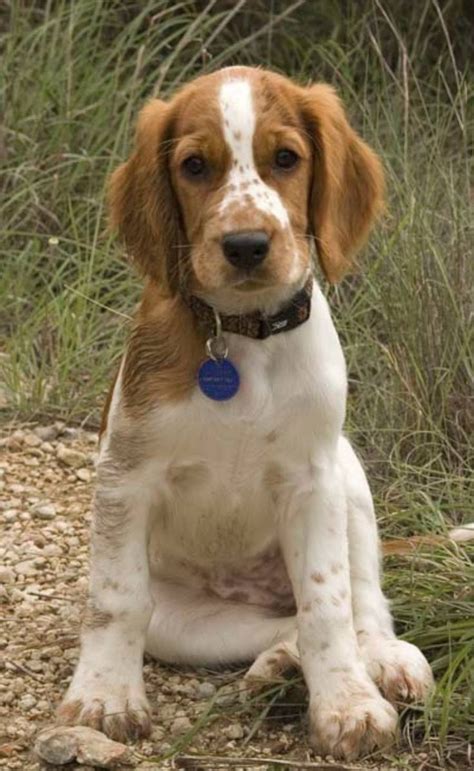 136 best images about Welsh Springer Spaniel on Pinterest | Puppy face, Spaniels and Search