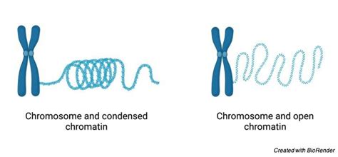 Chromatin: Definition, Function, and Condensation