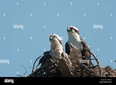 osprey in florida Stock Photo - Alamy