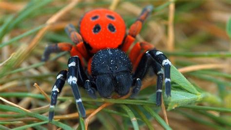 Ladybird spiders (Eresus sandaliatus) (With images) | Spider, Spider species, Bird spider