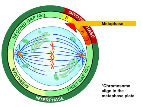 Cell Reproduction. Mitosis and Binary Fission - Presentation Biology