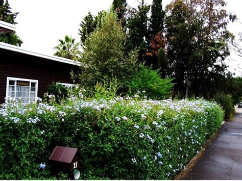 blooming hedge: plumbago | Garden inspiration, Hedges, Alfresco