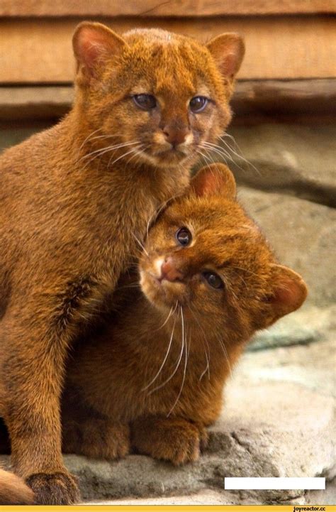 jaguarundi (big cat) cubs. #cats #feline #cute #bigcats Rare Cats ...