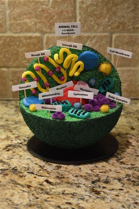 10 Unique 3D Animal Cell Project Ideas 2024