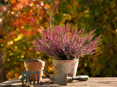 Heather Plant Propagating - Rooting Heather Cuttings And Heather Seed Propagation | Gardening ...