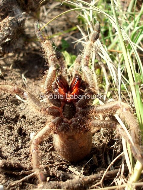 "Baboon Spider" by Robbie Labanowski | Redbubble