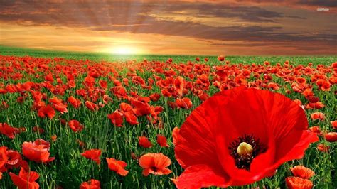 Poppy Flower Wallpapers - Top Free Poppy Flower Backgrounds ...