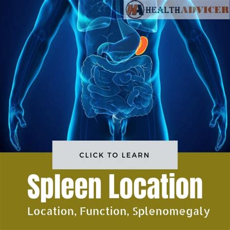 Spleen: Function, Location, Splenomegaly, Symptoms, and Treatment