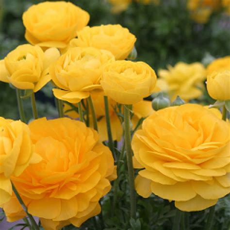 Buy Ranunculus Yellow - 3 Bulbs online at low price on plantsguru.com