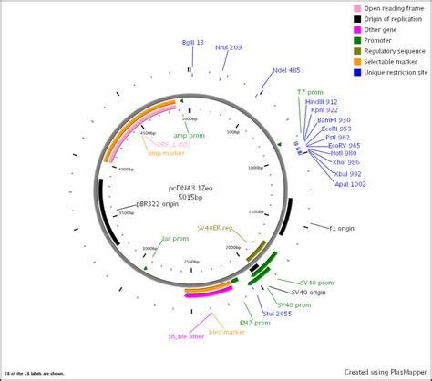 5 Pcdna3.1 Vector Map Flag Images - pcDNA3.1 Vector Sequence, pCMV Flag Vector and pcDNA3 Vector ...