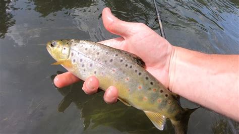 Fishing a Large Central PA Creek (Trout & Perch) - YouTube