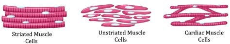 Differentiate between striated, unstriated, and cardiac muscles based ...