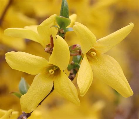 Forsythia Shrub - Tips for Planting, Growing and Pruning Forsythia