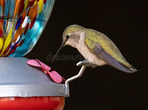 Closeup of a Hummingbird Drinking Water Stock Photo - Image of beak ...